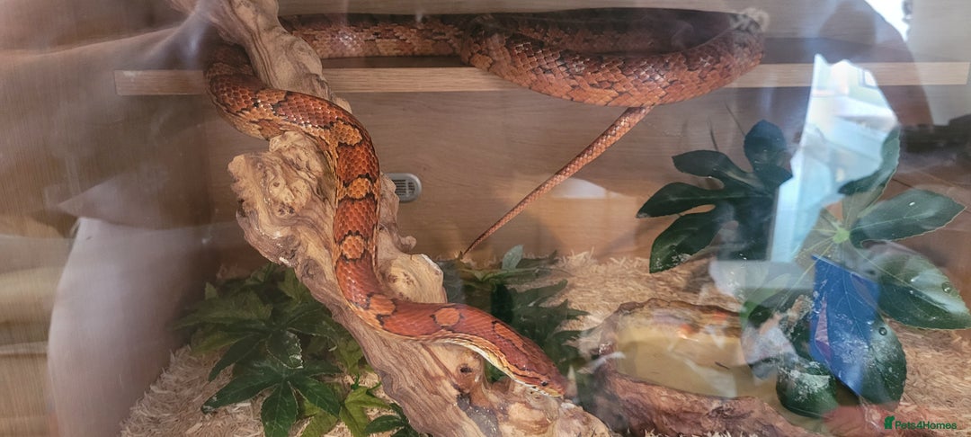 Corn Snake reptiles for sale: corn snakes - Image 4