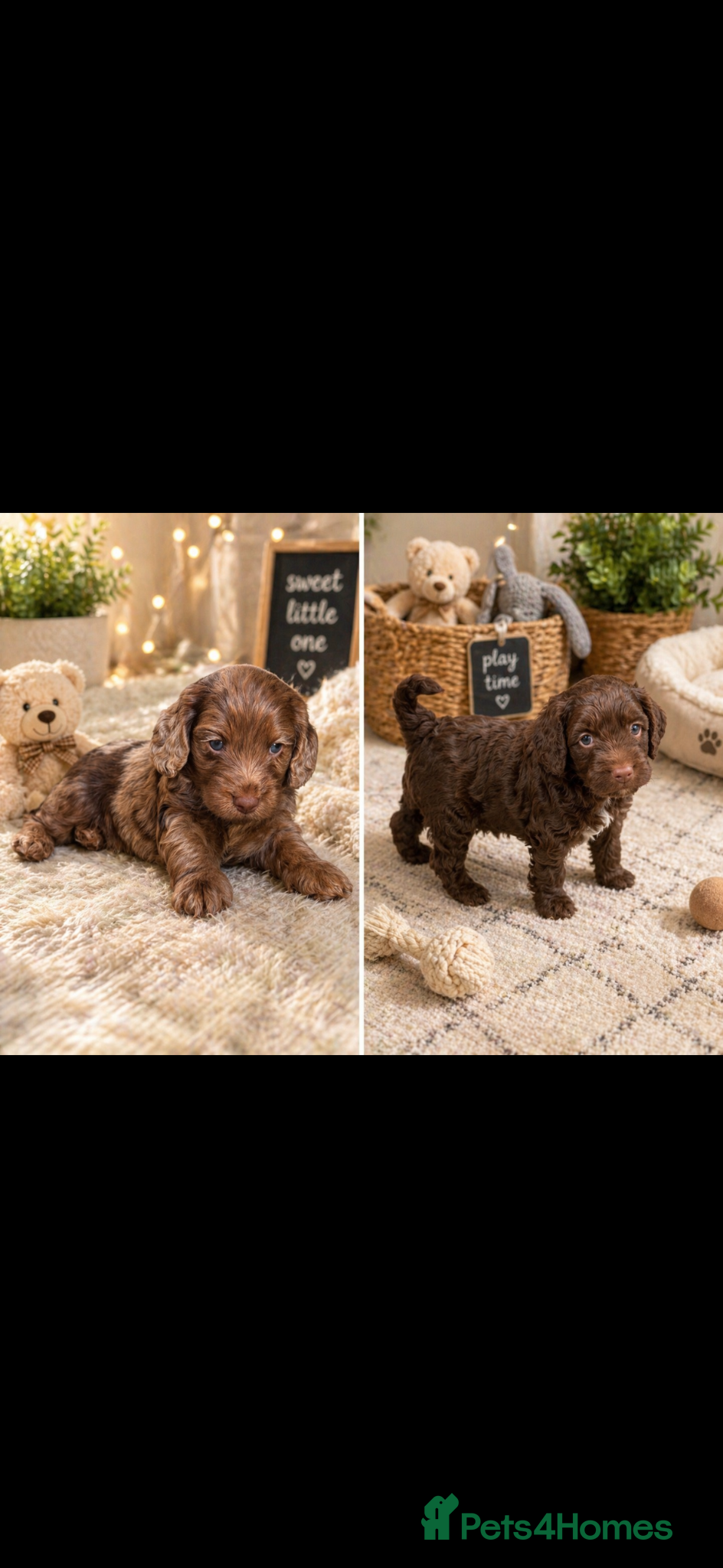 Cockapoo dogs Beautiful F1 cockapoos ✨ - Advert 11