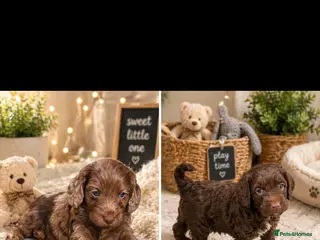 Cockapoo dogs Beautiful F1 cockapoos ✨ - Advert 7
