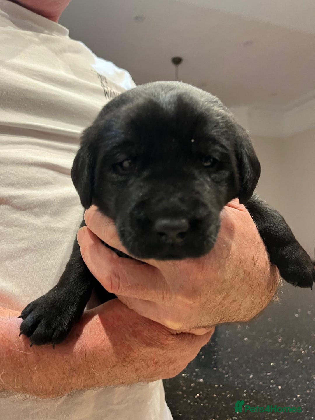 Labrador Retriever dogs for sale: Gorgeous KC reg labrador pups from champion line - Advert 4