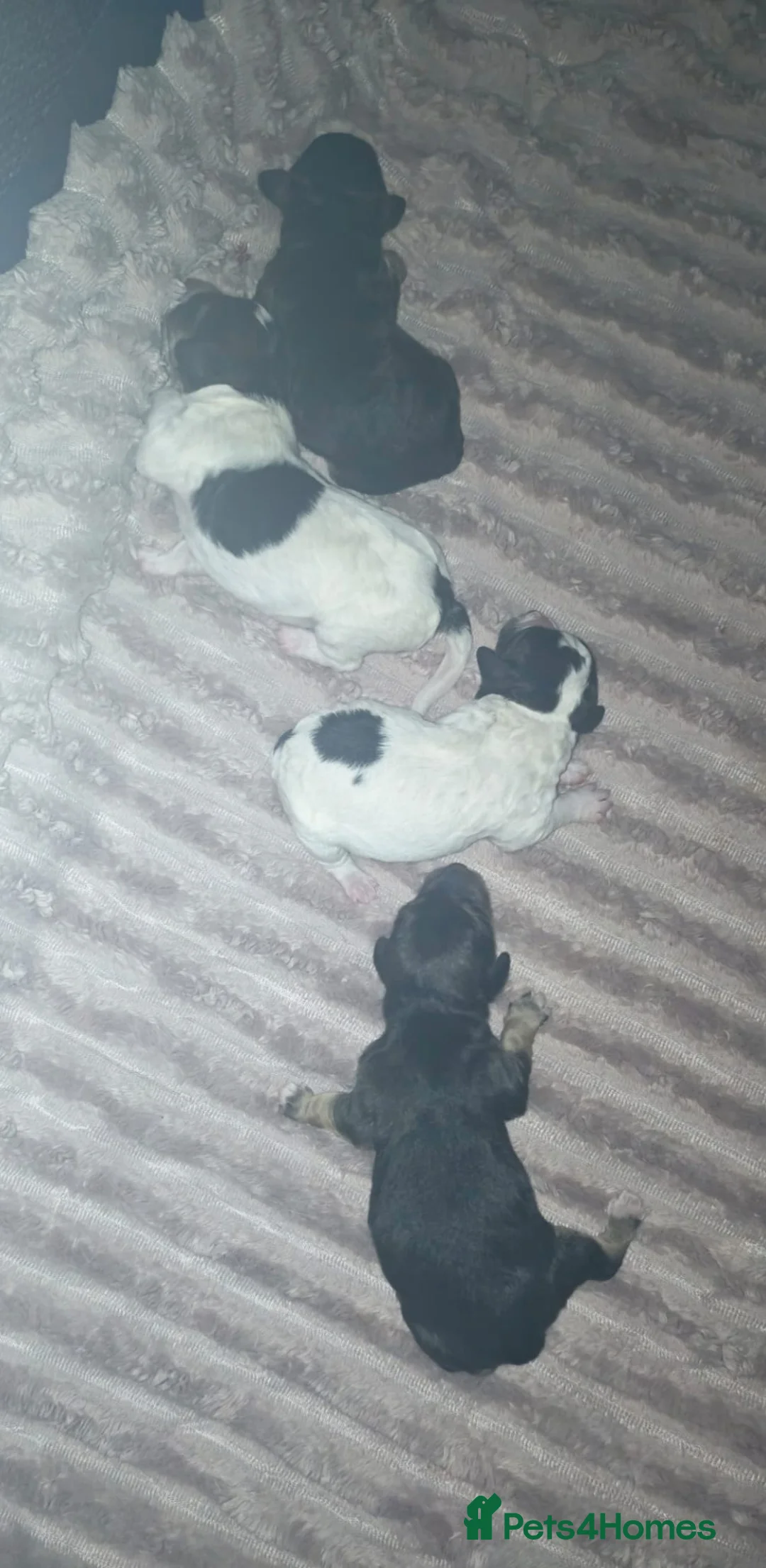 Jackapoo dogs for sale: 4 adorable jackapoo puppies  - Advert 4