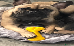 Mixed Breed dogs for sale: Beautiful freelance bulldogs  - Advert 10