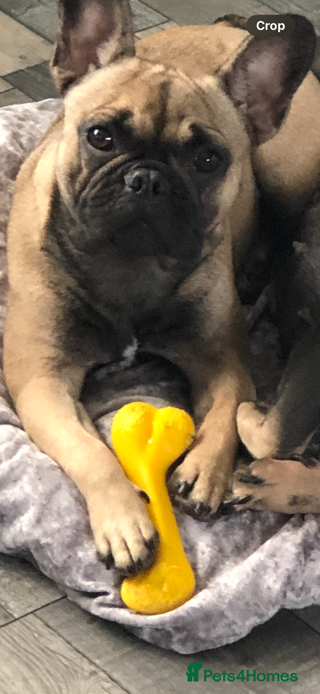 Mixed Breed dogs for sale: Beautiful freelance bulldogs  - Advert 10