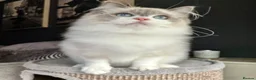 Ragdoll cats for sale: STUNNING BLUE BI COLOUR FEMALE AVAILABLE  - Advert 9