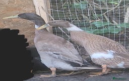 Ducks poultry for sale: Pair of runner ducks for sale - Image 2