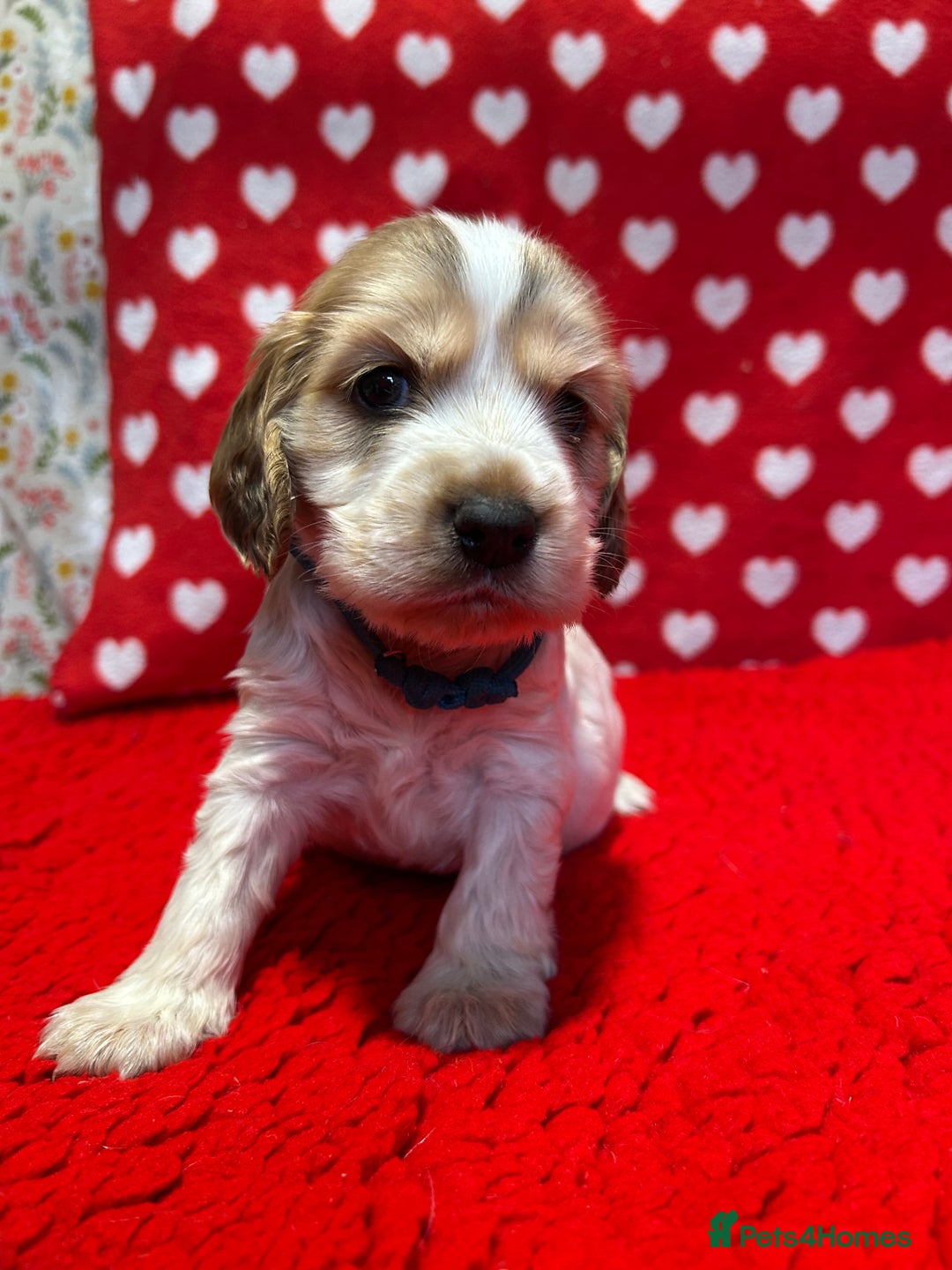 Cocker Spaniel dogs for sale: KC Registered show type cocker spaniel puppies.  - Advert 20