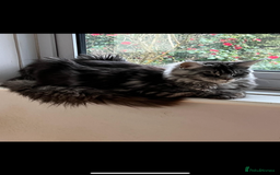 Maine Coon cats for sale: Maine Coon - Image 2