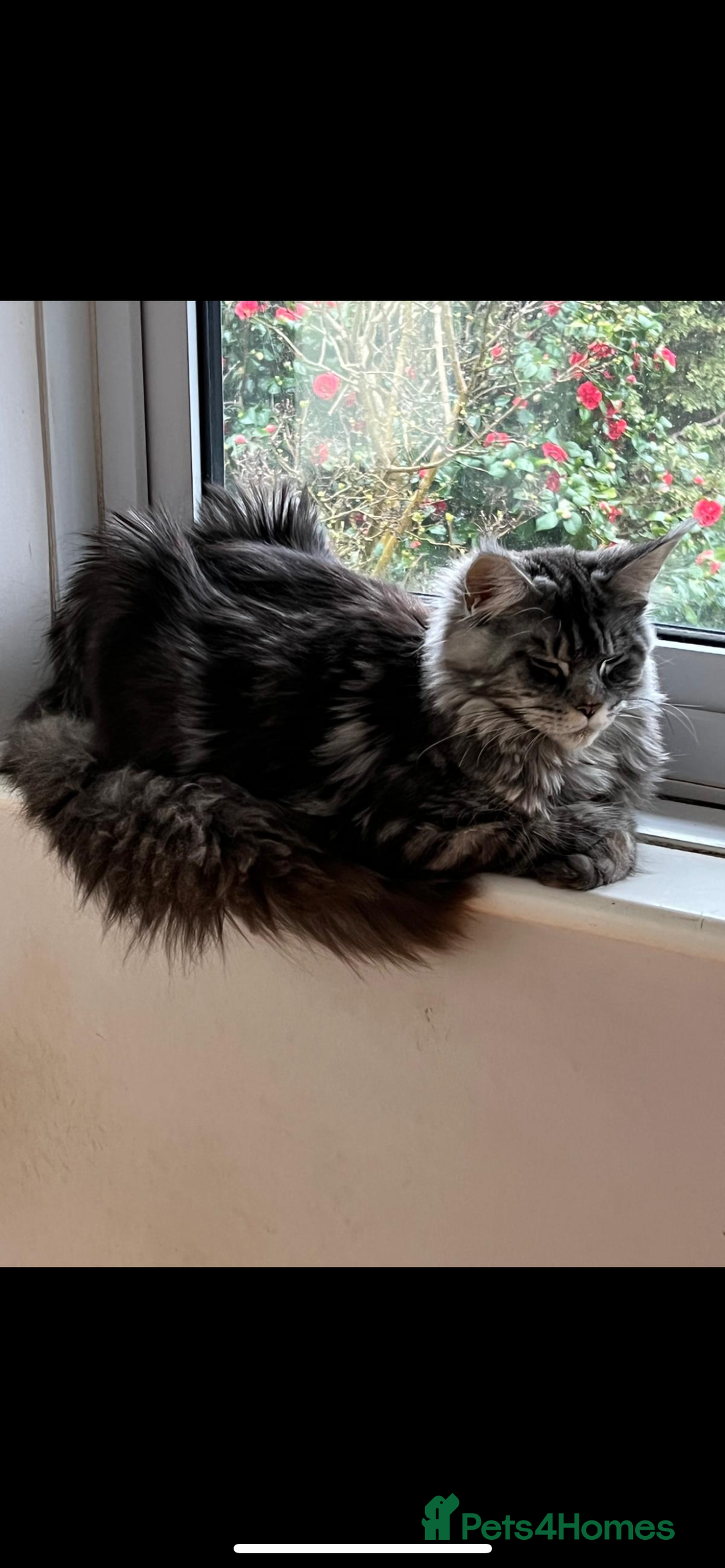 Maine Coon cats for sale: Maine Coon - Image 2