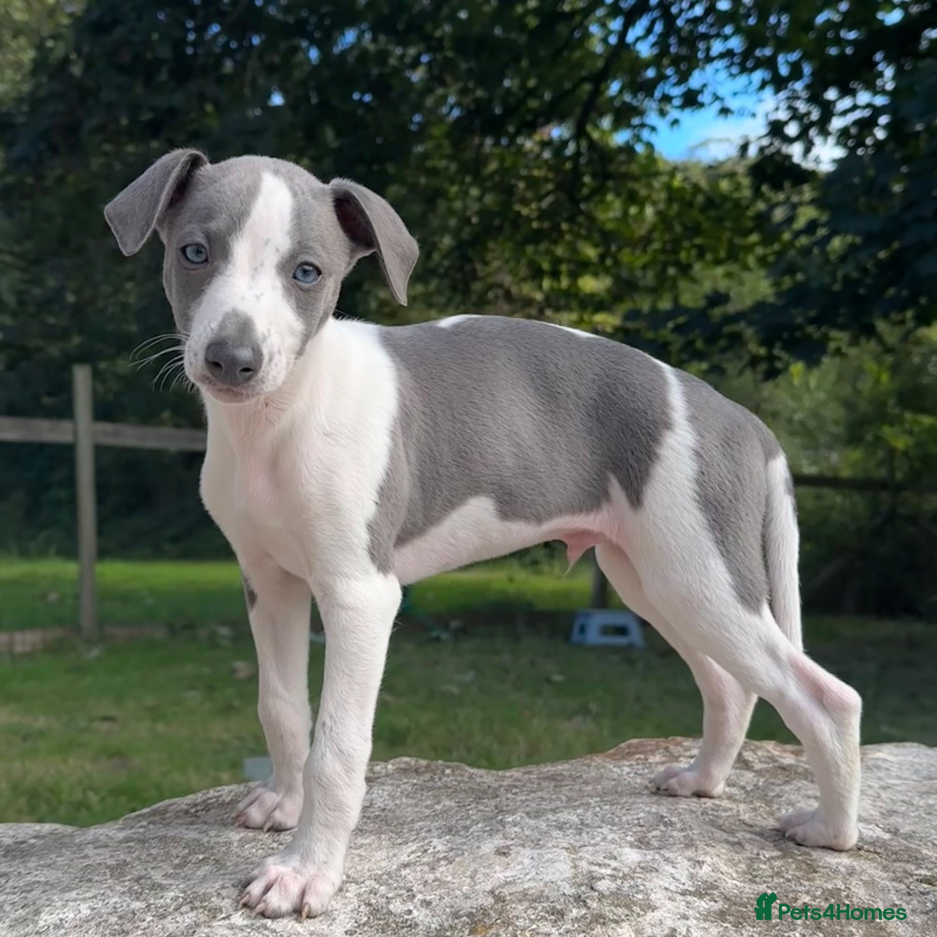 Whippet dogs 🥰LAST TWO WHIPPET BOYS REMAINING🥰 - Advert 1