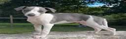 Whippet dogs for sale: 🥰LAST TWO WHIPPET BOYS REMAINING🥰 - Advert 1