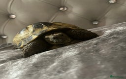Tortoise reptiles for sale: Timmy the tortoise 🐢  - Image 2