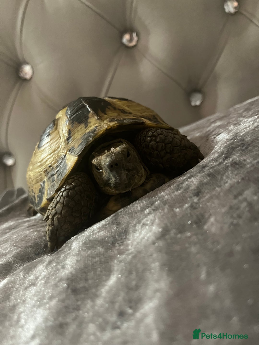 Tortoise reptiles for sale: Timmy the tortoise 🐢  - Image 2