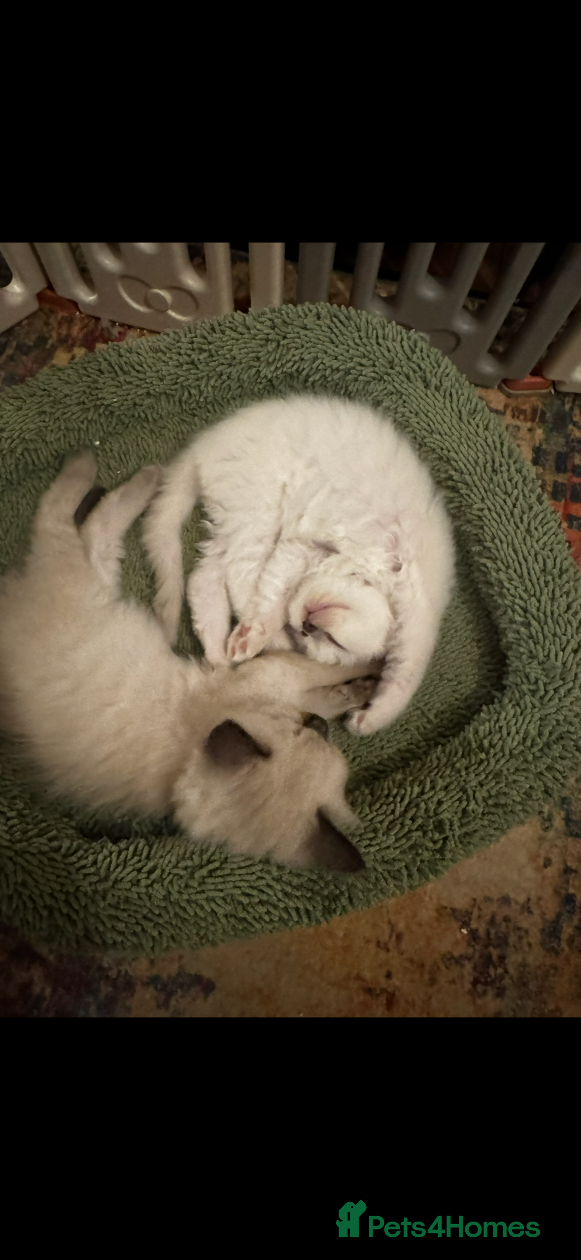 Ragdoll cats Beautiful ragdoll kittens  - Advert 2