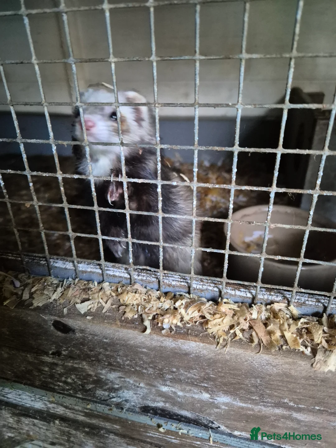 Ferret rodents for sale: Micro ferrits - Advert 2