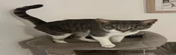 Mixed Breed cats for sale: Peggy Sue 2 years old spayed female  - Advert 2