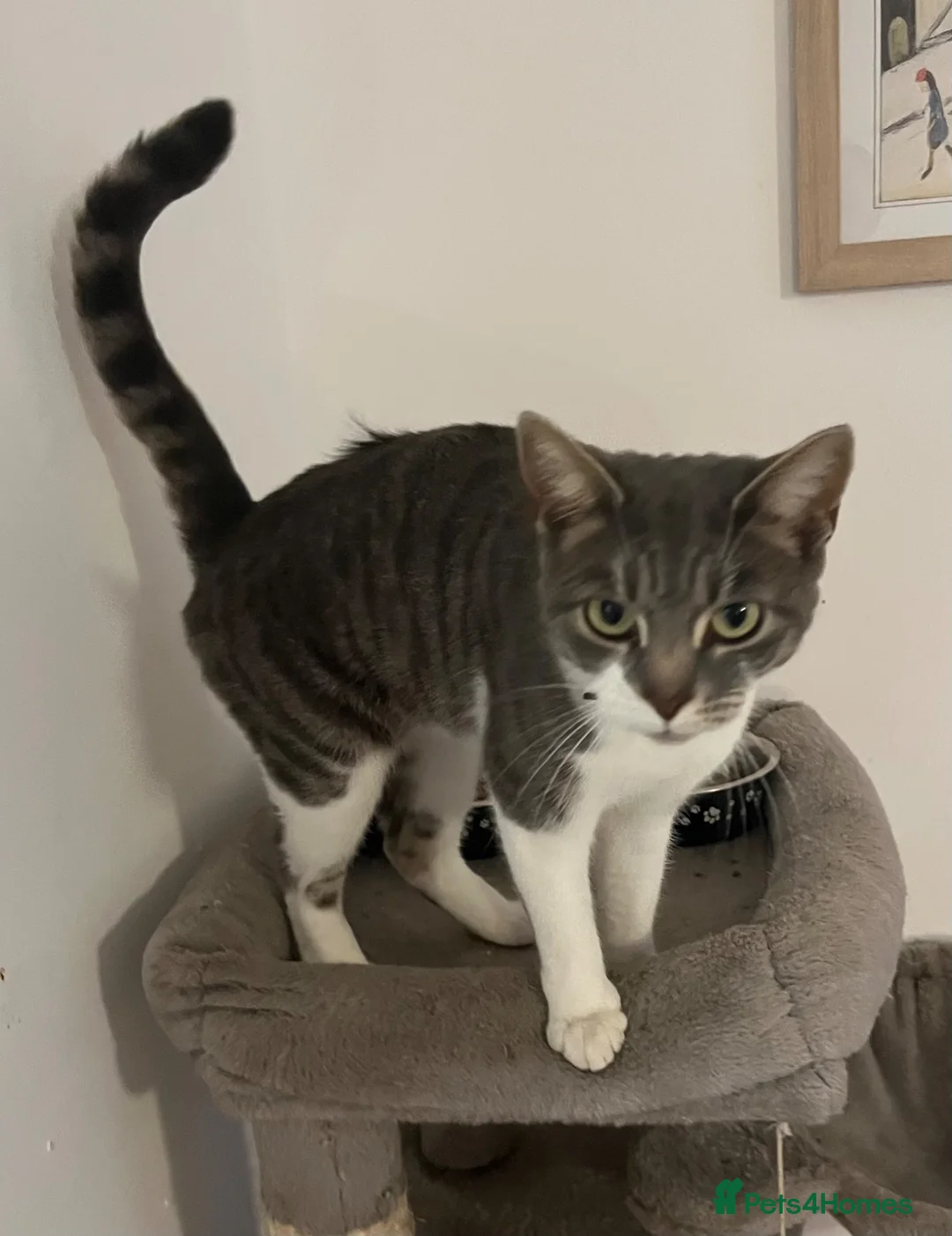 Mixed Breed cats for sale: Peggy Sue 2 years old spayed female  - Advert 2