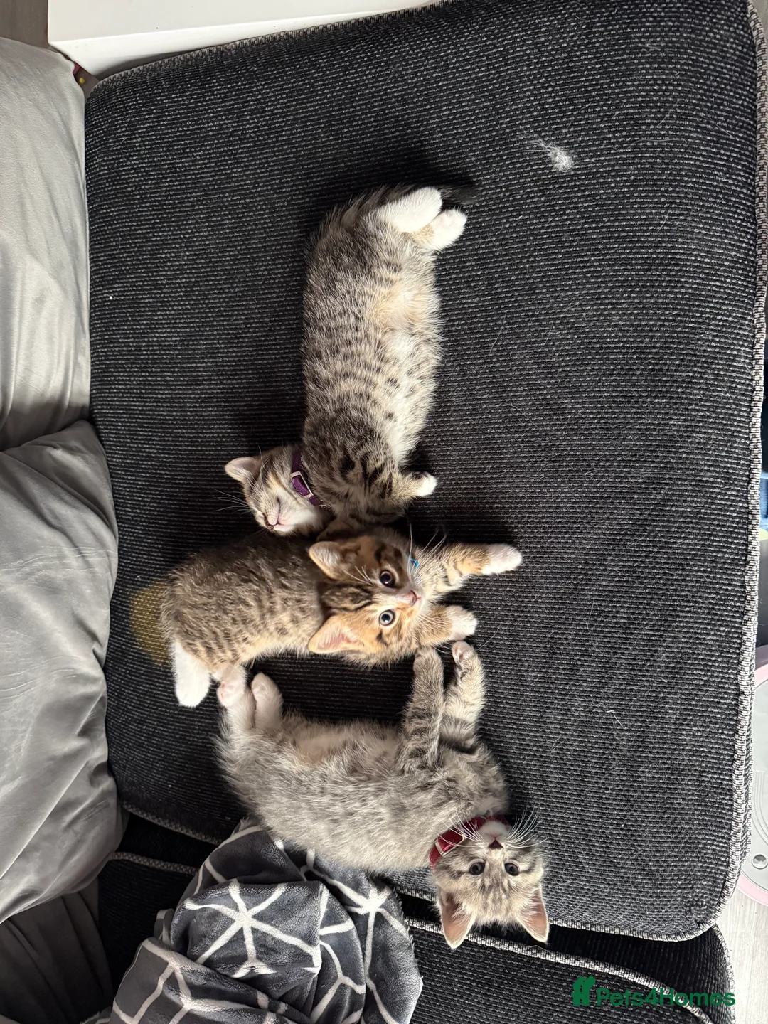 British Shorthair cats for sale: UNIQUE BRITISH SHORT HAIRS  - Advert 34