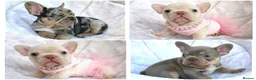 French Bulldog dogs for sale: TOP QUALITY FRENCH BULLDOG PUPPIES - Advert 1