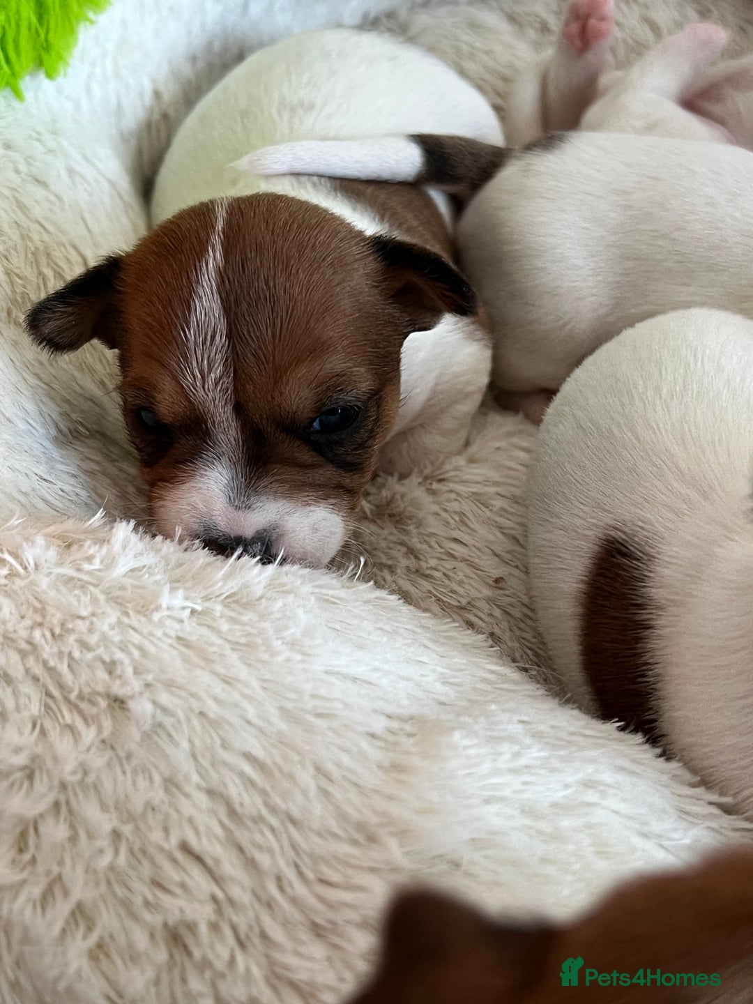Jack Russell dogs for sale: Stunning Miniature Jack Russell Puppies!!! - Advert 9