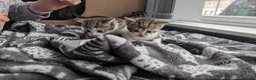 Mixed Breed cats for sale: Gorgeous kittens for sale  - Advert 4