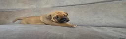 Mixed Breed dogs for sale: Mastiff Bordeaux Puppies - Advert 23