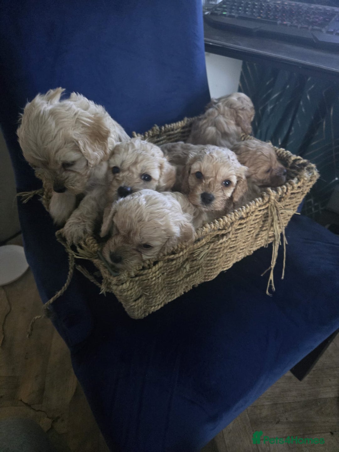 Cockapoo dogs for sale: 6 Gorgeous American cockapoo pups (Yankeedoodle) - Advert 6