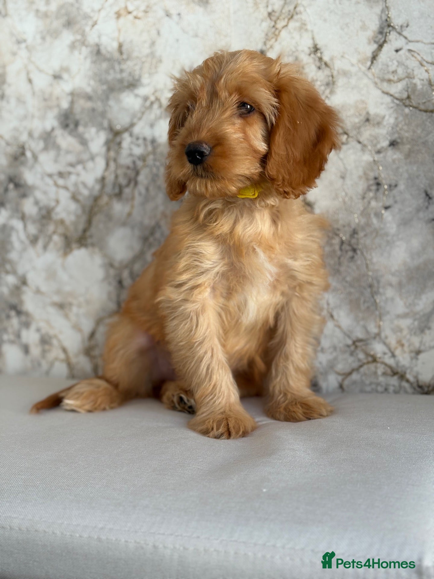 Cockapoo dogs F1 health tested cockapoo puppies - Advert 1