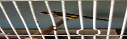 Finches birds for sale: Goldfinch and canarys  - Advert 1