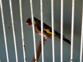 Finches birds Goldfinch and canarys - Advert 1
