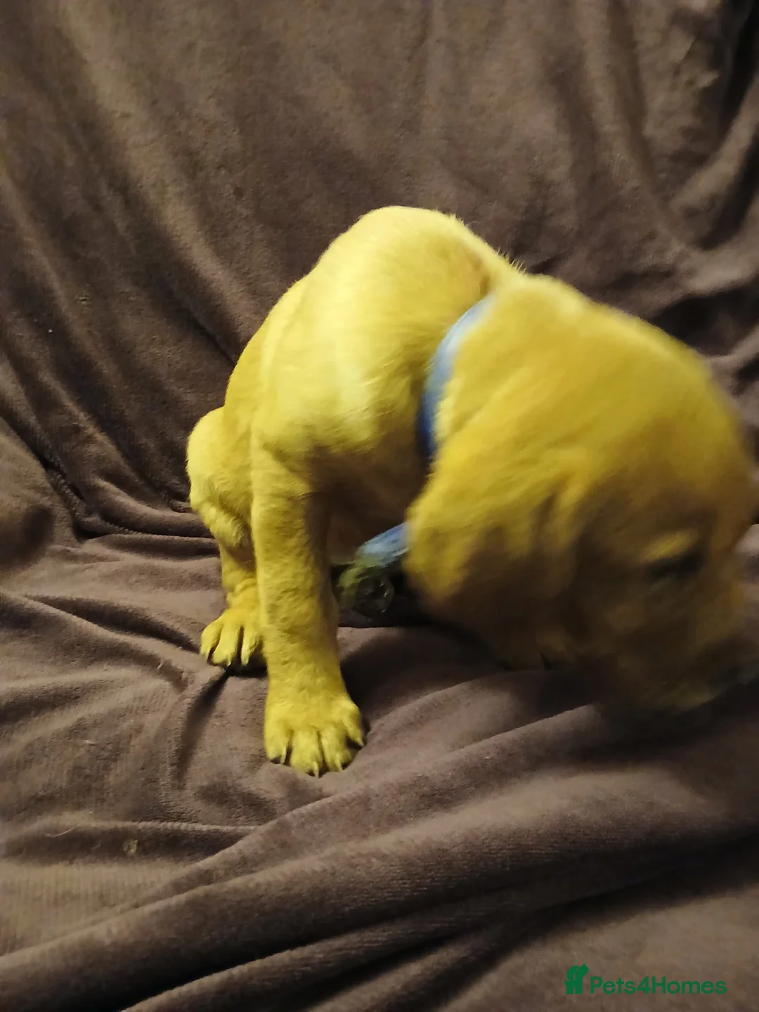 Labrador Retriever dogs for sale: Fox red labrador puppies - Advert 5