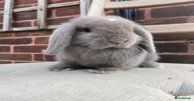Mini Lop rabbits - Advert 13