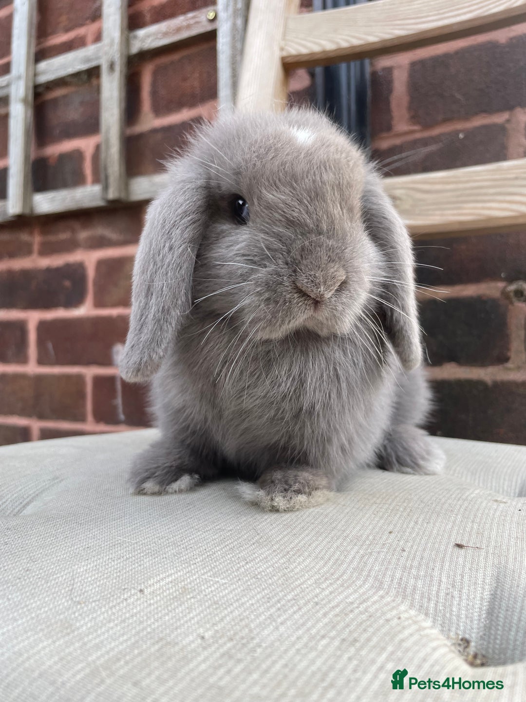 Mini Lop rabbits for sale: Beautiful blue eyed mini lops ready to leave now  - Image 3