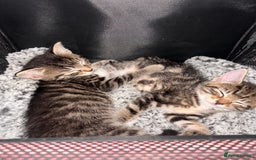 Mixed Breed cats for sale: Kittens ready to leave now  - Image 8