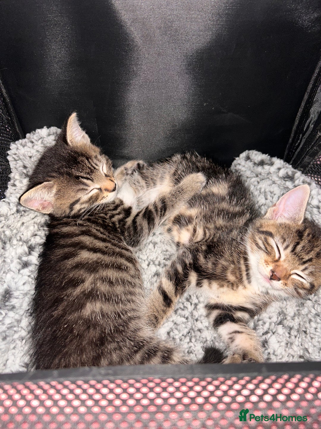 Mixed Breed cats for sale: Kittens ready to leave now  - Image 8