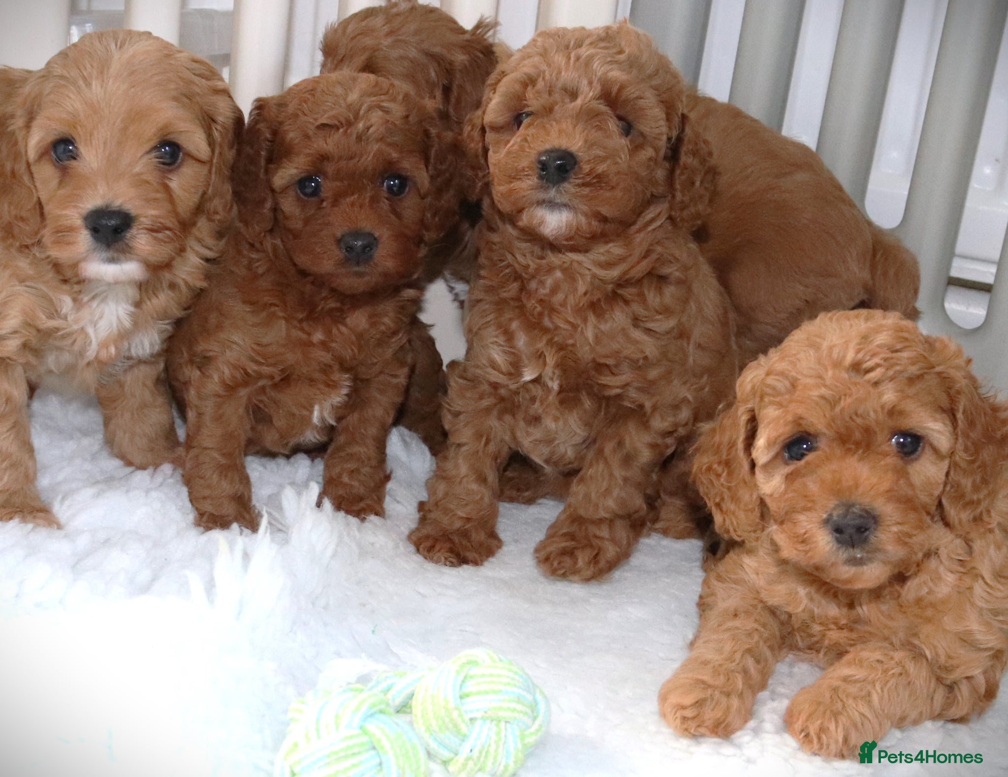Cavapoo dogs Quality, Red, Low-Shedding Toy Cavapoo Puppies - Advert 18
