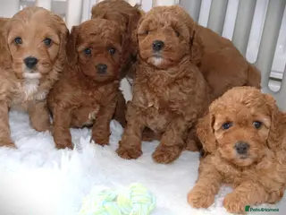Cavapoo dogs Quality, Red, Low-Shedding Toy Cavapoo Puppies - Advert 18
