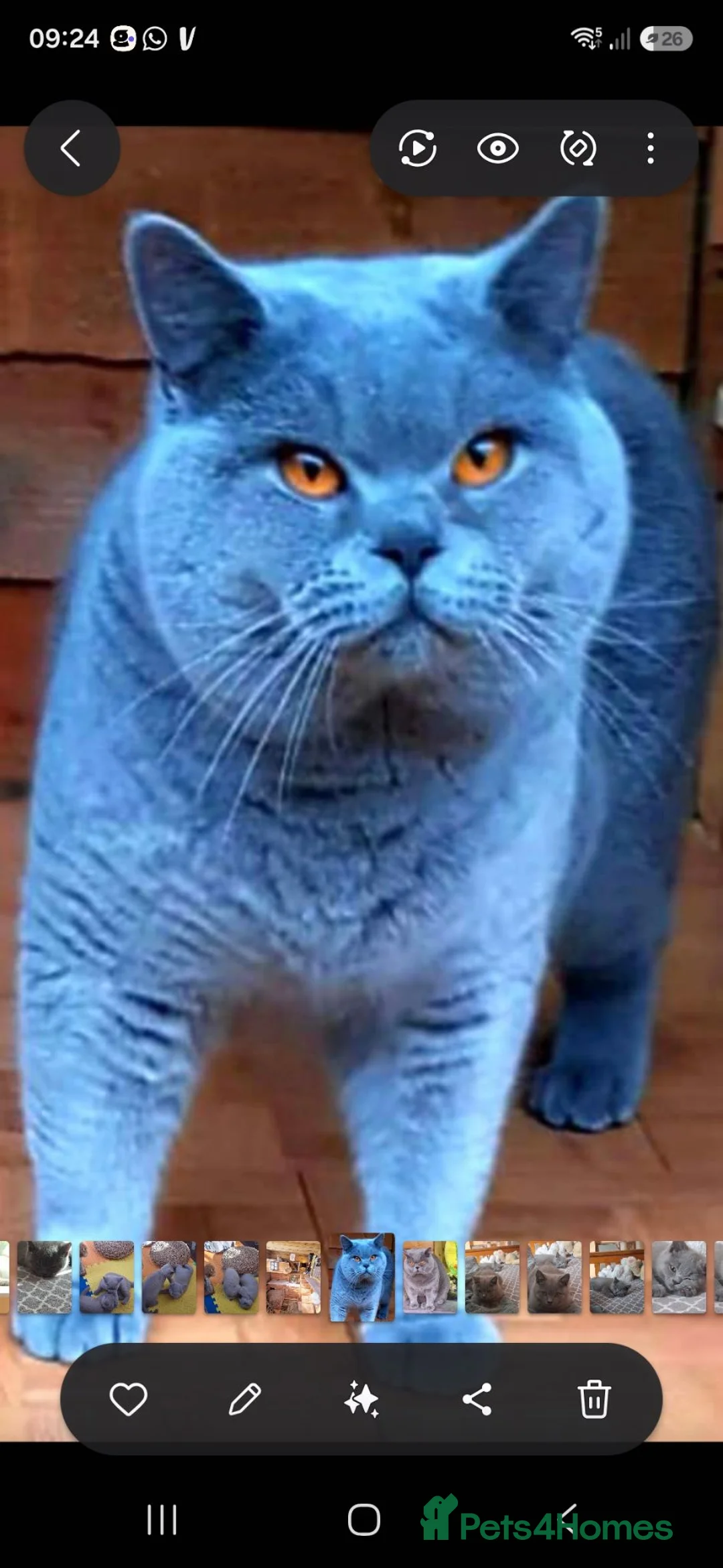British Shorthair cats for sale: British B.S.H. 3 boys for sale - Advert 2