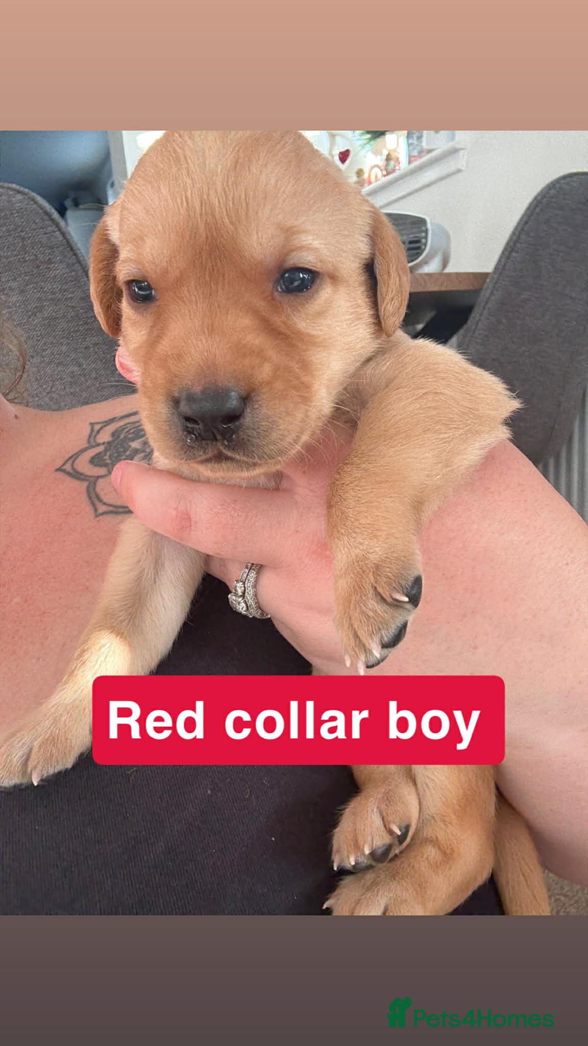 Labrador Retriever dogs KC Registered Labrador puppies for sale - Advert 17