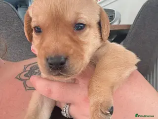 Labrador Retriever dogs KC Registered Labrador puppies for sale - Advert 17