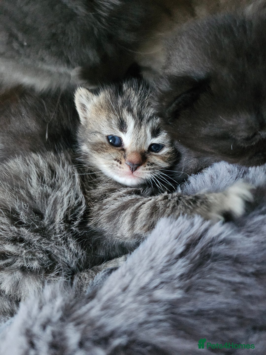 Scottish Fold cats for sale: Scottish fold kittens for sale 4 wks old - Advert 5