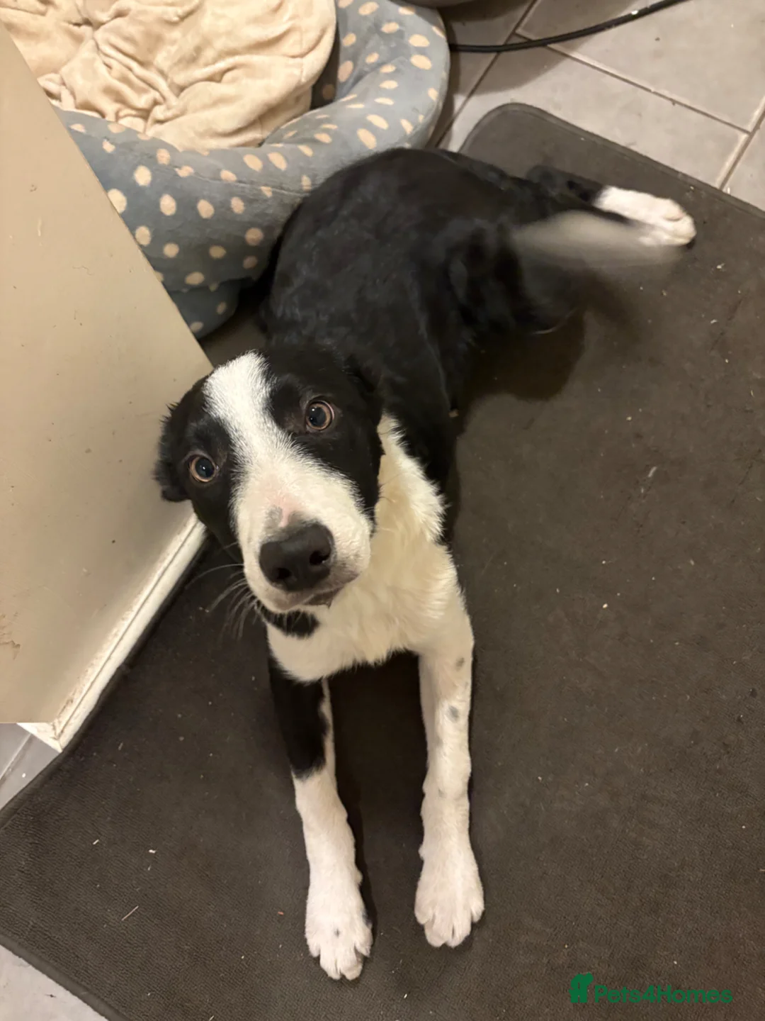 Border Collie dogs for sale: Handsome and friendly 1½-year-old Border Collie  - Advert 1