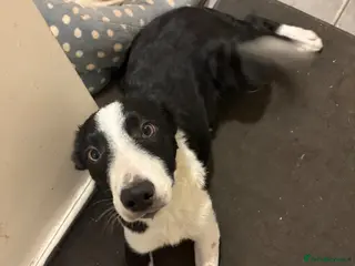 Border Collie dogs Handsome and friendly 1½-year-old Border Collie - Advert 6