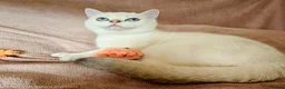 Scottish Fold cats for sale: Pedigree😻SF TICA registered😻kittens😻 - Advert 13