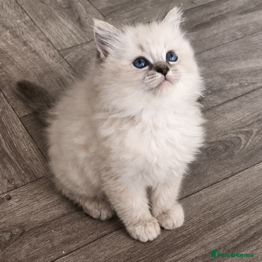 Ragdoll cats Lilac tica registered ragdolls - Advert 5