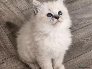 Ragdoll cats Lilac tica registered ragdolls - Advert 5