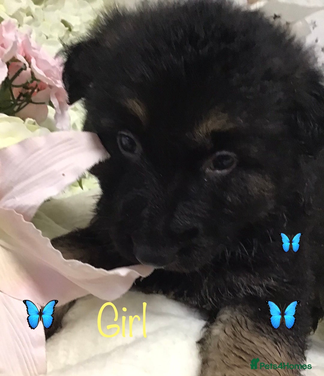 German Shepherd dogs for sale: chunky longhaired GSD pups for sale - Advert 1