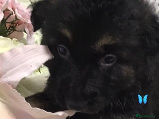 German Shepherd dogs chunky longhaired GSD pups for sale - Advert 1