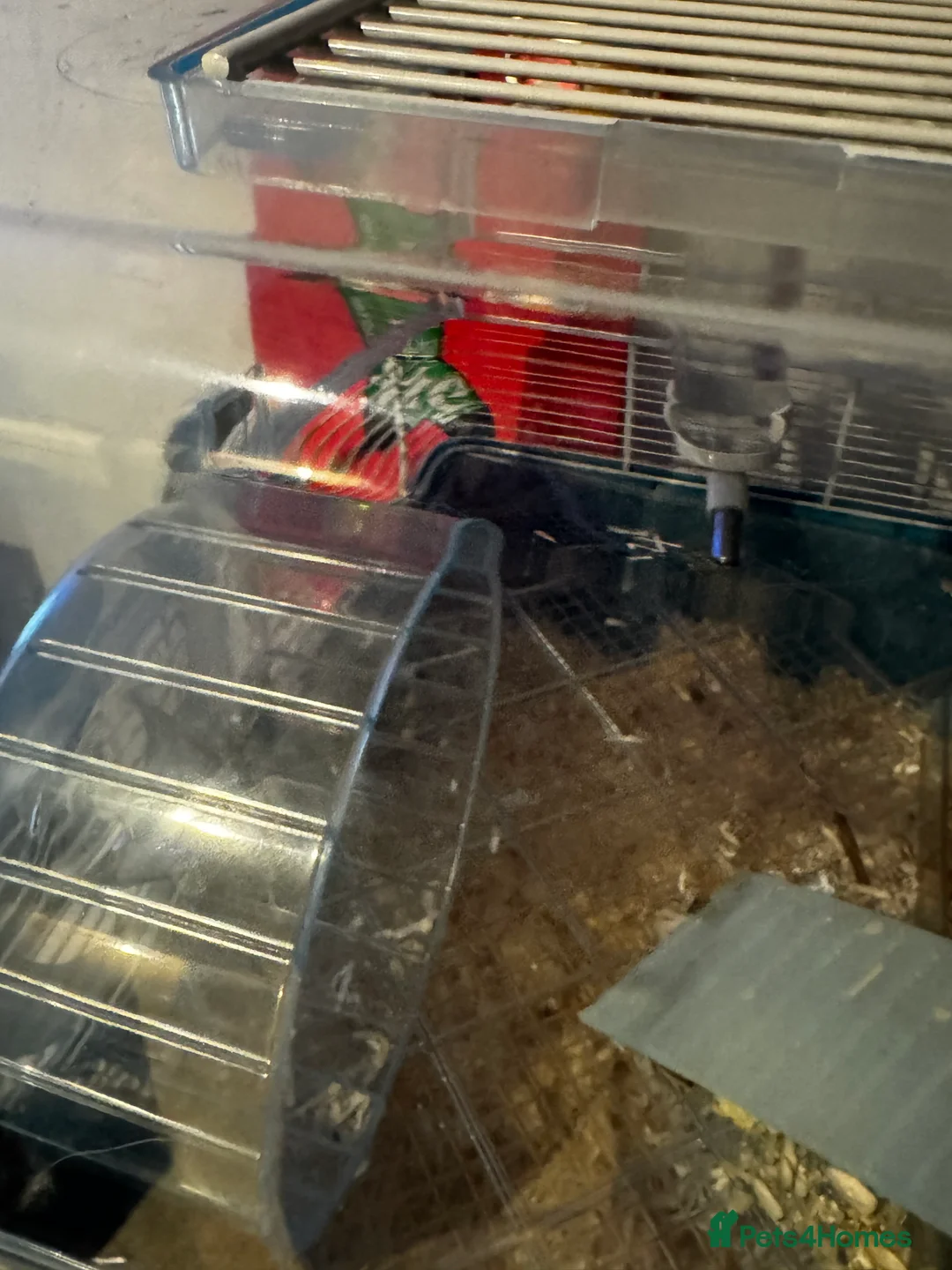 Hamster rodents for sale: Hamster For Sale  - Advert 5