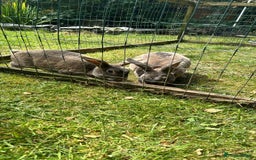 Rex rabbits for sale: Male Rex Rabbits  - Image 6