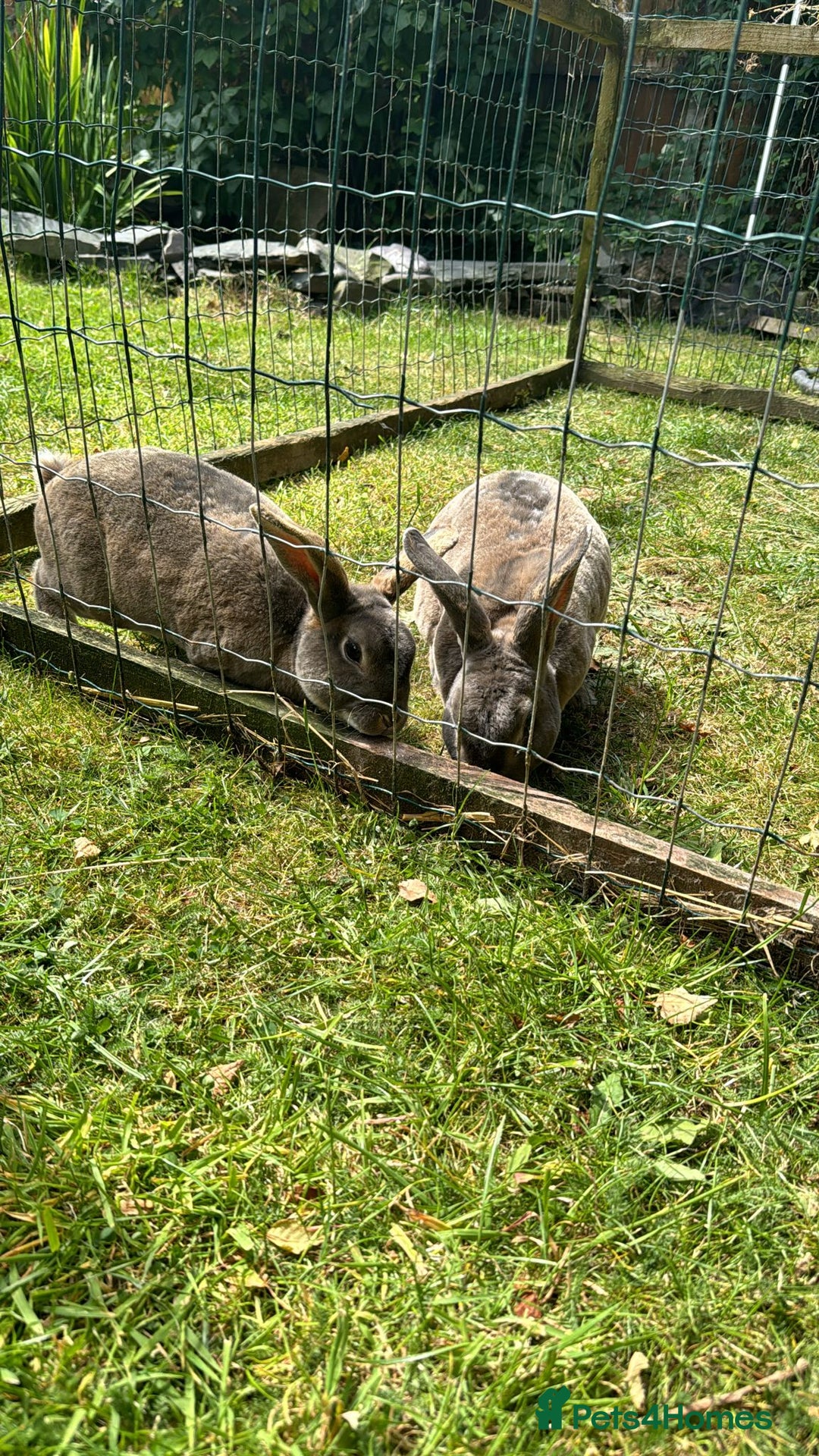 Rex rabbits for sale: Male Rex Rabbits  - Image 6